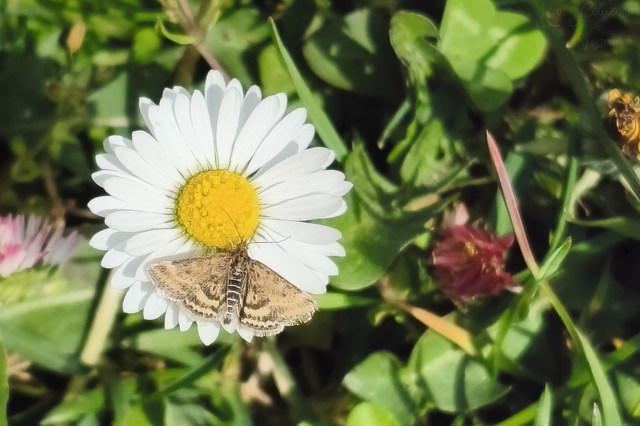 Pyrausta despicata - réti bíbormoly