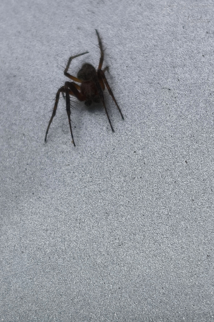 Araneidae - keresztespókok