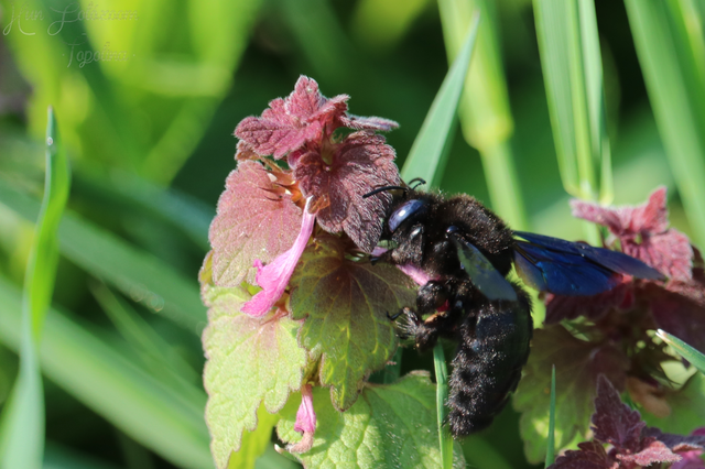 Xylocopa