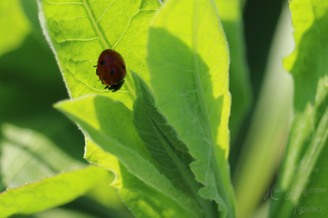 Coccinella septempunctata - hétpettyes katica