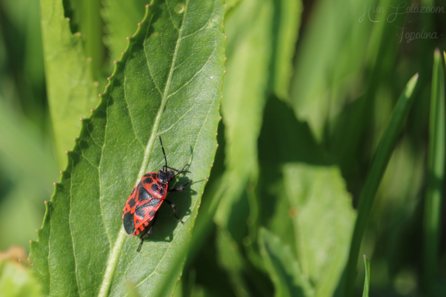 Eurydema ventralis - káposztapoloska Eurydema ventralis - káposztapoloska