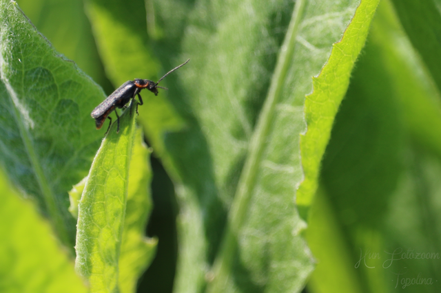 Cantharis