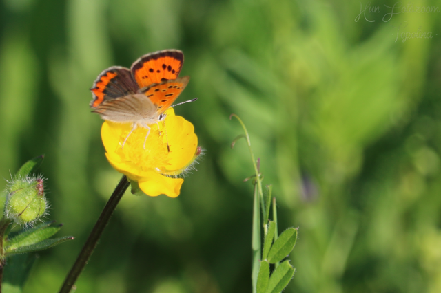 Lycaena phlaeas - közönséges tűzlepke