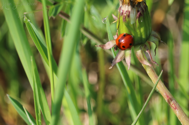 Coccinella septempunctata - hétpettyes katica