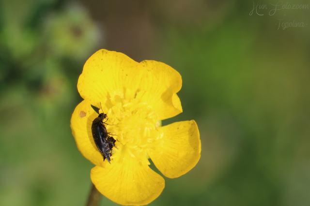 Mordellidae - marókafélék
