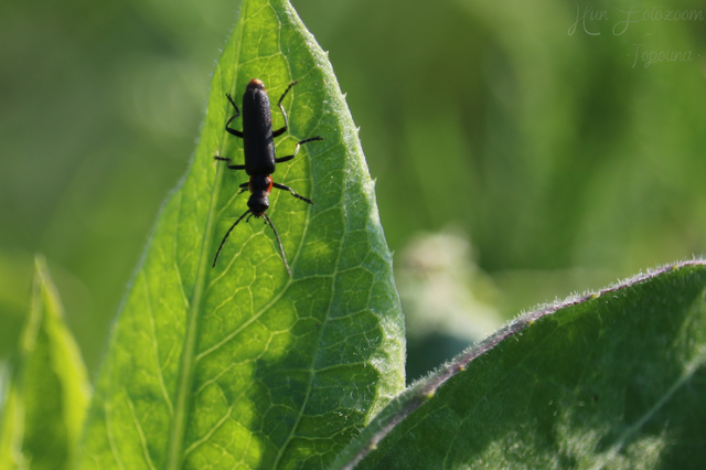 Cantharis