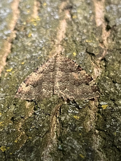 Triphosa dubitata - kutyabenge-araszoló
