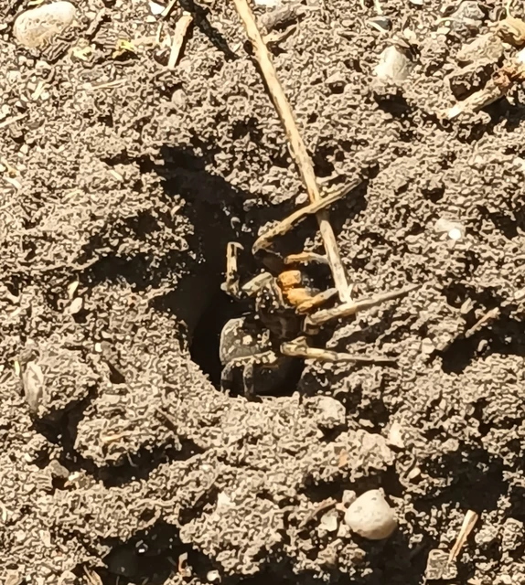Geolycosa vultuosa - pokoli cselőpók