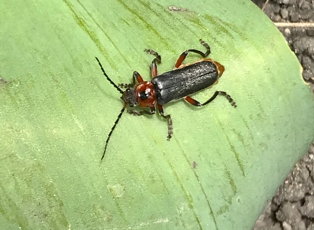 Cantharis rustica - suszterbogár