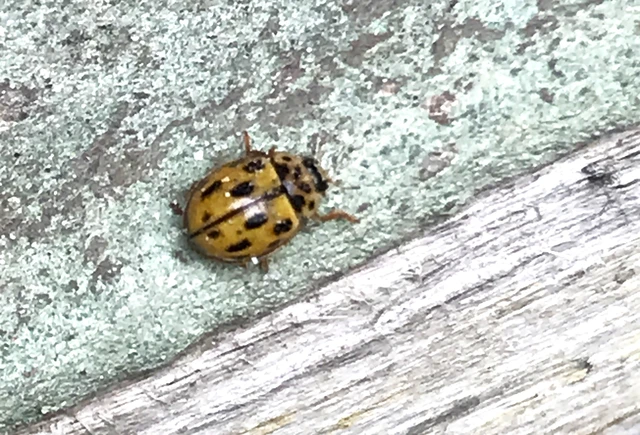 Propylea quatuordecimpunctata - tizennégypettyes füsskata