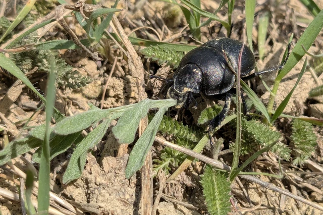 Lethrus apterus - nagyfejű csajkó