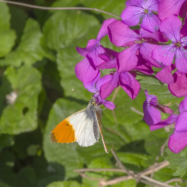 Anthocharis cardamines - hajnalpírlepke