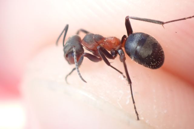 Formica pratensis - réti vöröshangya