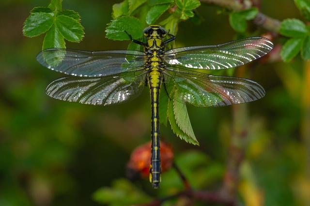 Gomphus vulgatissimus - feketelábú folyami-szitakötő Gomphus vulgatissimus - feketelábú folyami-szitakötő