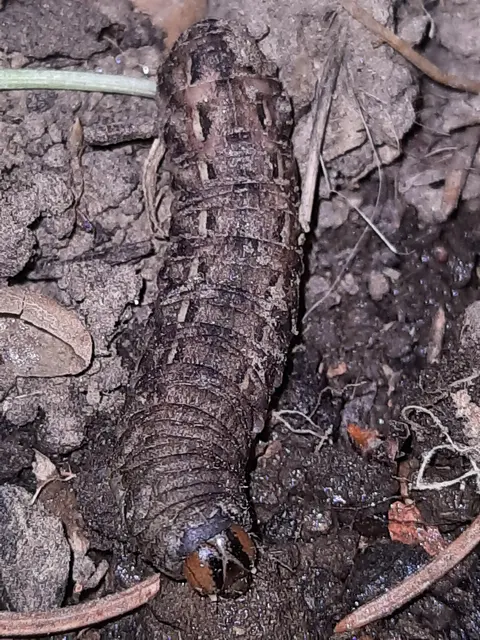 Noctua pronuba - nagy sárgafűbagoly
