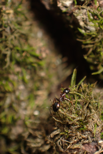 Dolichoderus quadripunctatus - négypettyes erdeihangya