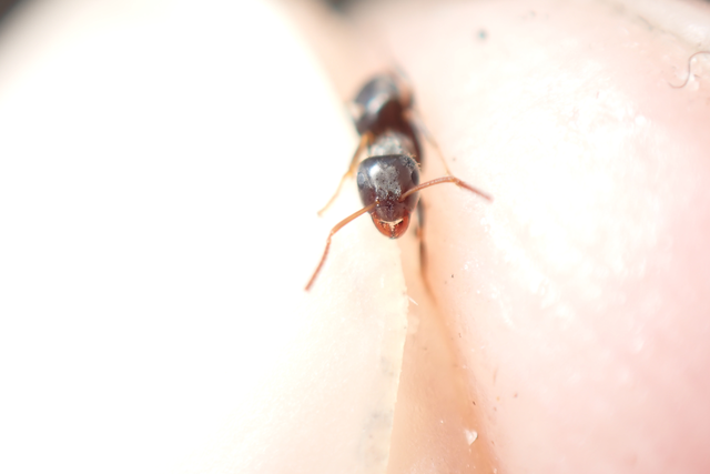 Lasius bombycina - pusztai feketehangya