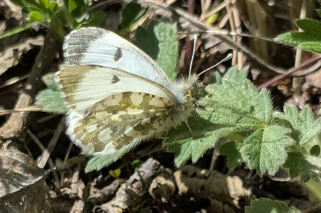 Anthocharis cardamines - hajnalpírlepke