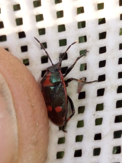 Eurydema oleracea - paréjpoloska Eurydema oleracea - paréjpoloska