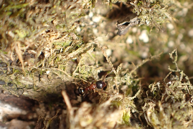 Dolichoderus quadripunctatus - négypettyes erdeihangya