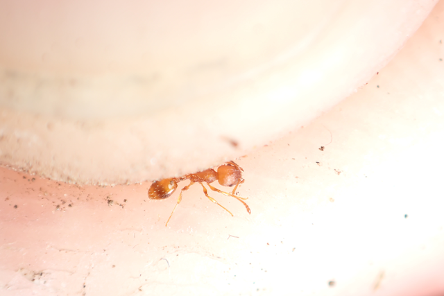 Temnothorax