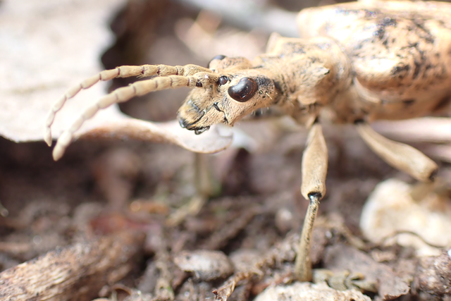 Rhagium sycophanta - tölgyes-tövisescincér
