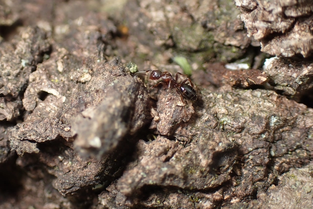 Colobopsis truncata - kapushangya