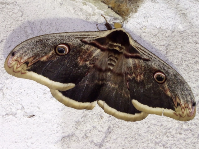 Saturnia pyri - nagy pávaszem Saturnia pyri - nagy pávaszem