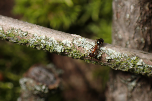 Colobopsis truncata - kapushangya