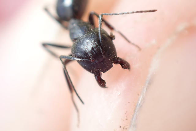 Camponotus aethiops - szőrös lóhangya
