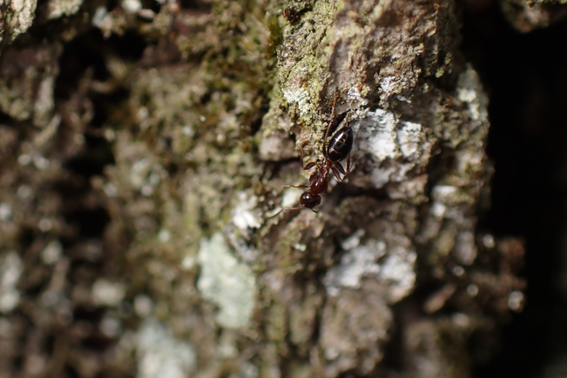 Colobopsis truncata - kapushangya