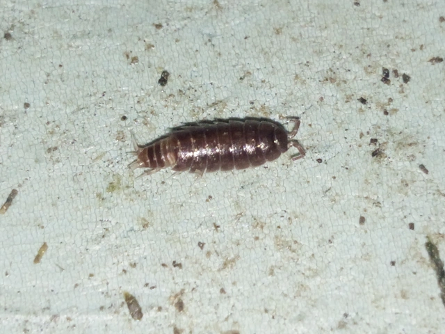 Isopoda - Ászkarákok