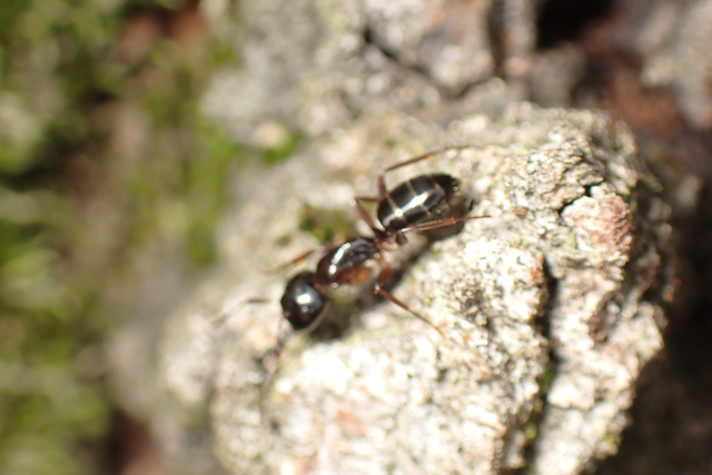 Camponotus fallax - ligeti lóhangya