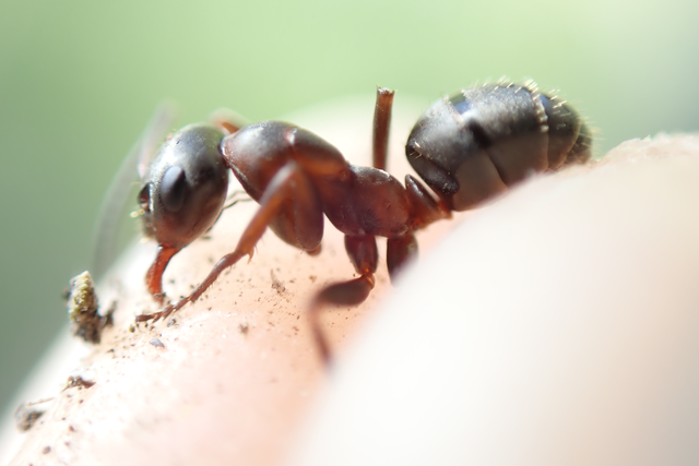 Formica cunicularia - gyakori rabszolgahangya