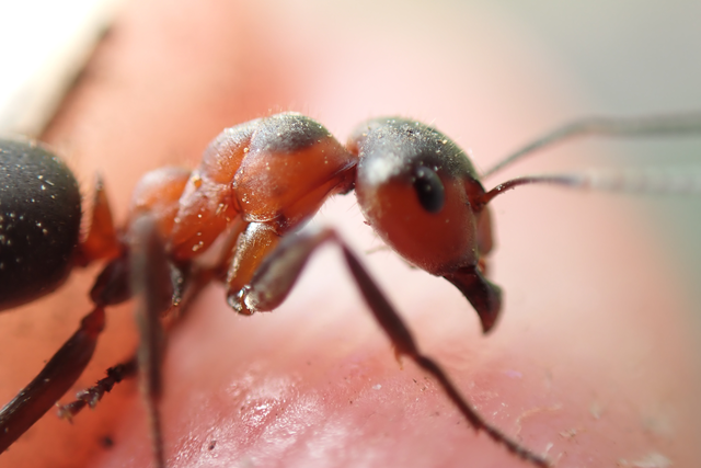 Formica pratensis - réti vöröshangya