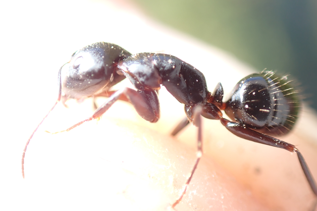 Camponotus aethiops - szőrös lóhangya