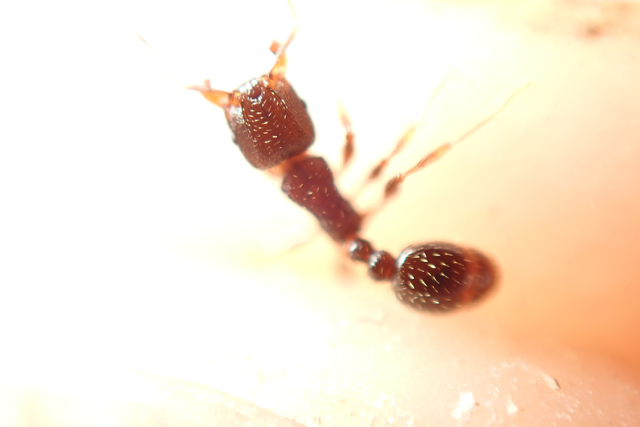 Tetramorium
