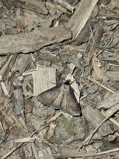 Lygephila procax - fekete csüdfűbagoly