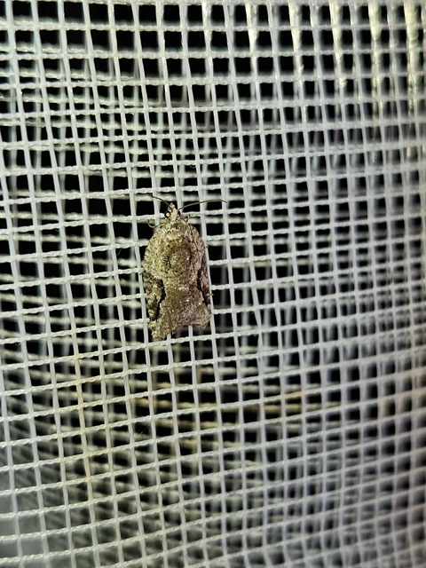 Acleris lacordairana - szilfa-levélmoly