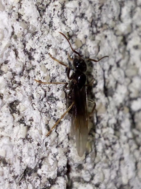 Lasius fuliginosus - kartonépítő fahangya
