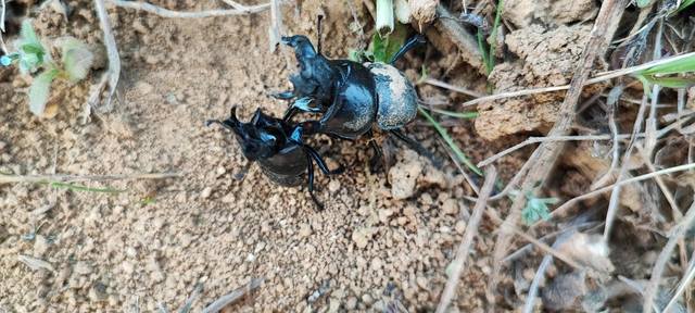 Lethrus apterus - nagyfejű csajkó