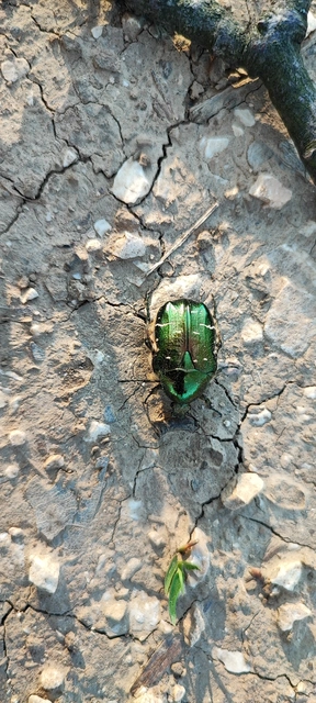 Cetonia aurata - aranyos virágbogár