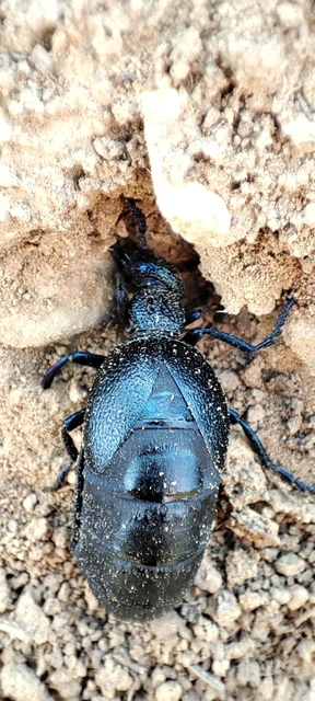 Meloe proscarabaeus - közönséges nünüke