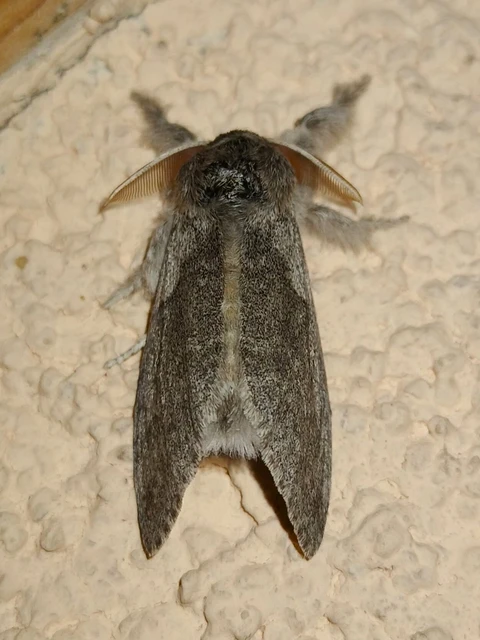 Calliteara pudibunda - hamvasszövő