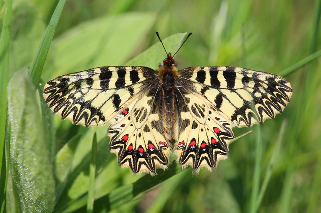 Zerynthia polyxena - farkasalmalepke