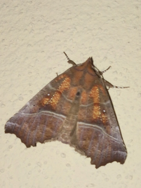 Scoliopteryx libatrix - vörös csipkésbagoly