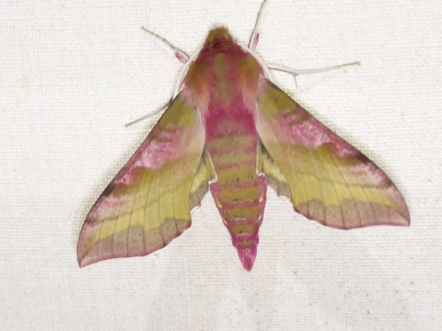 Deilephila porcellus - piros szender