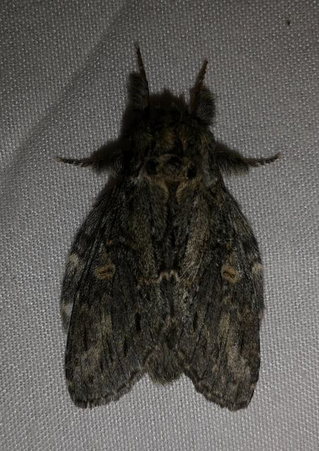 Peridea anceps - füstös púposszövő