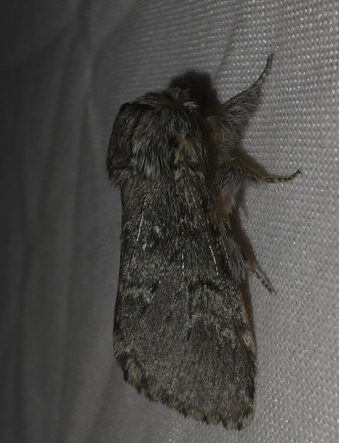 Drymonia ruficornis - cserfa-púposszövő