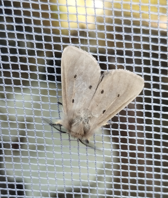Diaphora mendica - felemás medvelepke